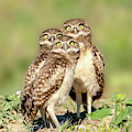 It's a plane, it's a bug, it's a bird -- burrowing owl babies