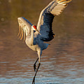 Dance of the Sandhill Crane