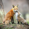 Mama and Baby Fox