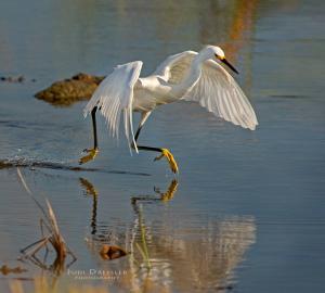 Excited to be included on the panel at Denver Audubon