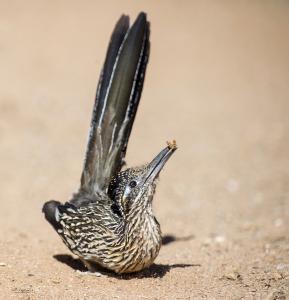 In the running for The Nature Conservancy 2017 Photo Contest top 100