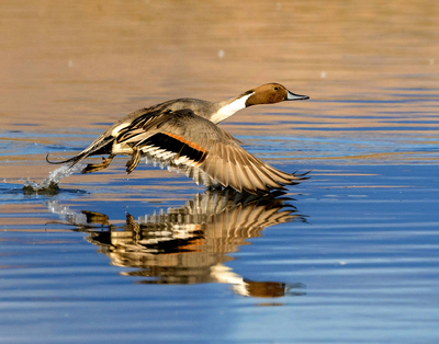 My Northern Pintail image has been selected by Audubon for their 2021 Calendar