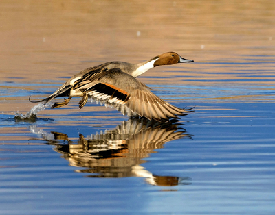 Pintail Image Selected By Audubon For Their 2021 Calendar