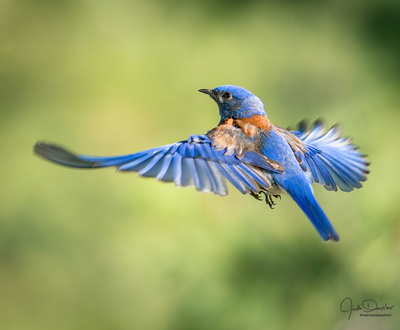 Teaching Class on Bird Photography July 11 2020